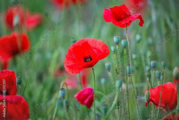 Obraz Klatschmohn Mohnblume