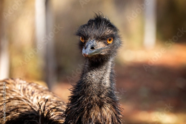 Fototapeta Australian emu portrait in centre Australia. The bird is looking straight ahead.