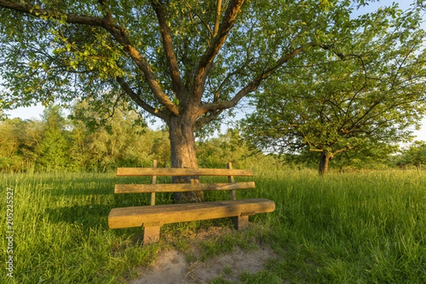 Obraz Park bench under apple tree, Germany, Europe