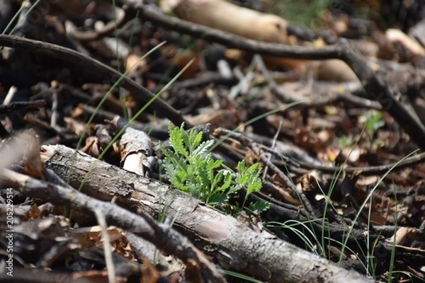 Fototapeta Pousses vertes
