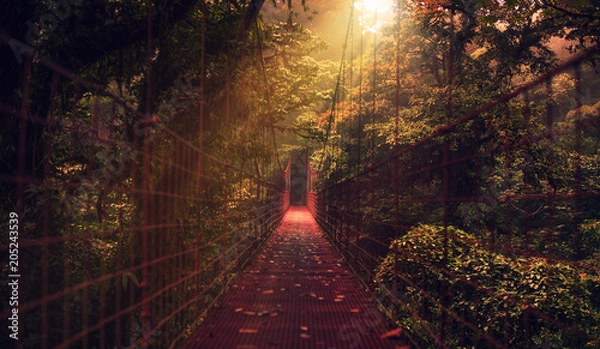 Fototapeta bridge in the forest