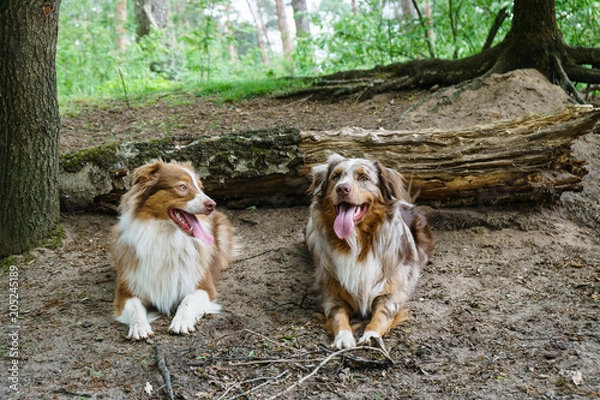 Obraz Australian Shepherd