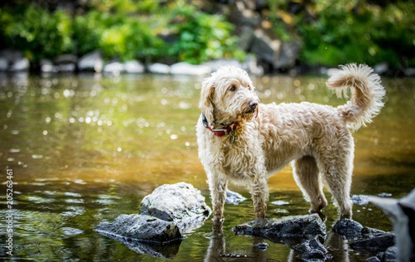 Obraz Labradoodle in the river