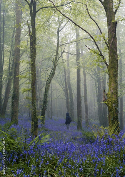 Obraz Person enjoying bluebells in woodland