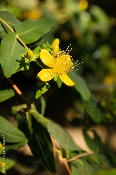 Obraz Hypericum grandifolium. Macro view