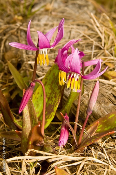 Obraz Siberian snowdrop