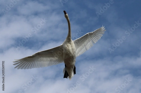 Obraz Лебедь-шипун