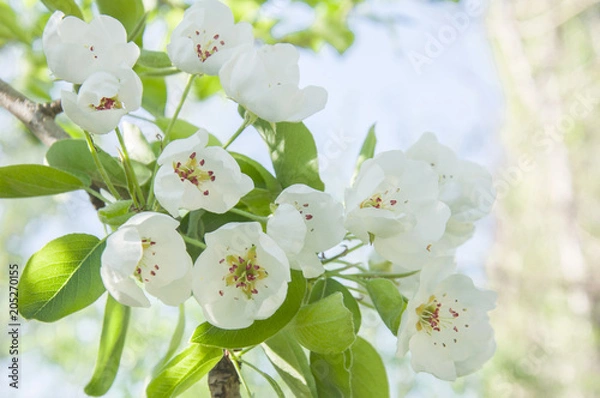 Obraz white spring blooming flowers, spring nature purity integrity