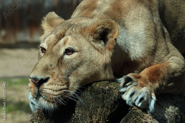 Obraz lion