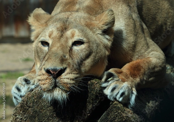 Obraz lion