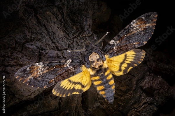 Obraz Acherontia atropos on a wooden background
