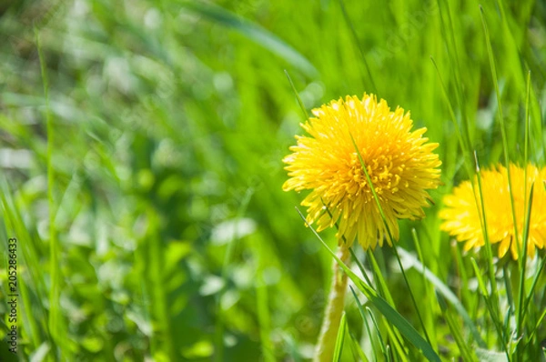 Obraz yellow dandelions in green grass, bright spring flowers in bloom