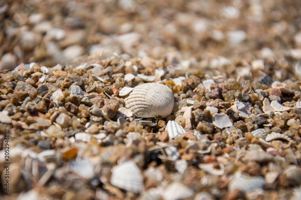 Obraz sea shell in the sand, sea background