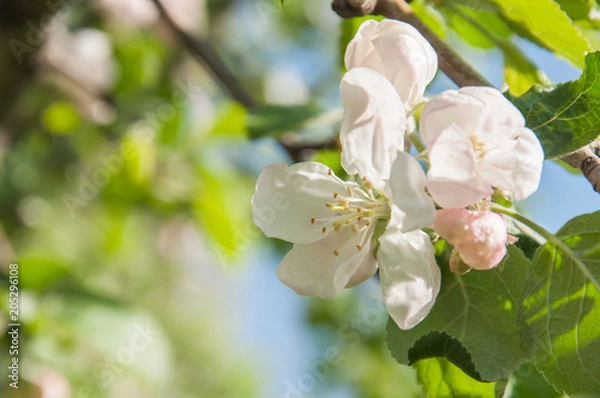 Obraz blossoming flowers in spring, trees in bloom, nature background