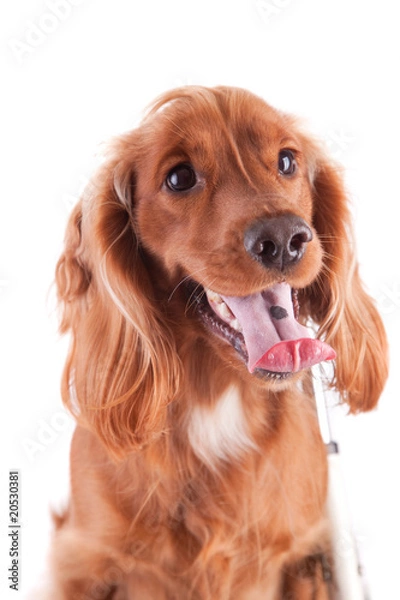 Obraz Baby Cocker Spaniel