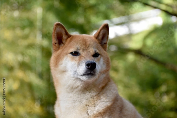 Fototapeta 柴犬・背景緑