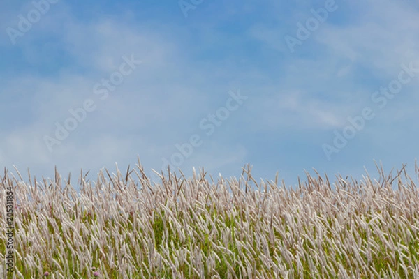 Fototapeta 荒川河川敷のチガヤ