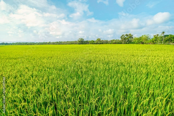 Obraz a paddy field