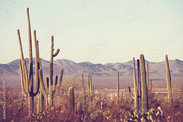 Fototapeta Kaktus