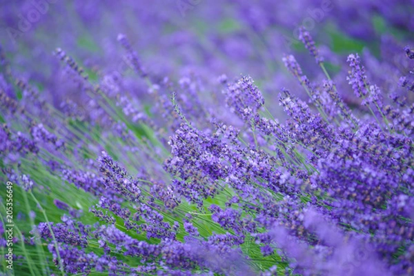 Obraz Lavender field