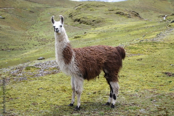 Obraz Llama