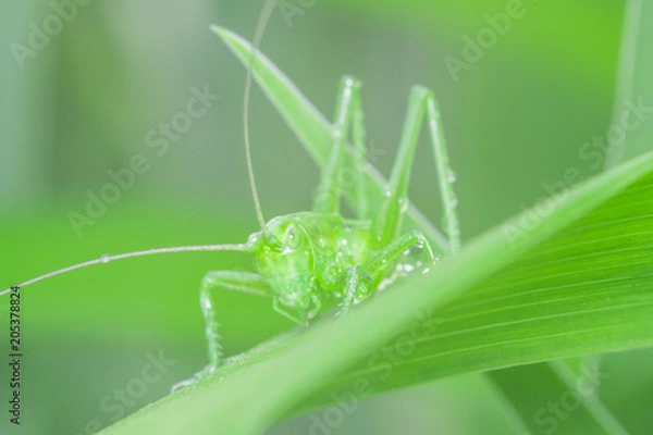 Obraz green grasshopper in the grass