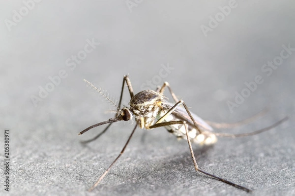 Fototapeta Anopheles sp. is a species of mosquito in the order Diptera, Anopheles sp. in the water for education.