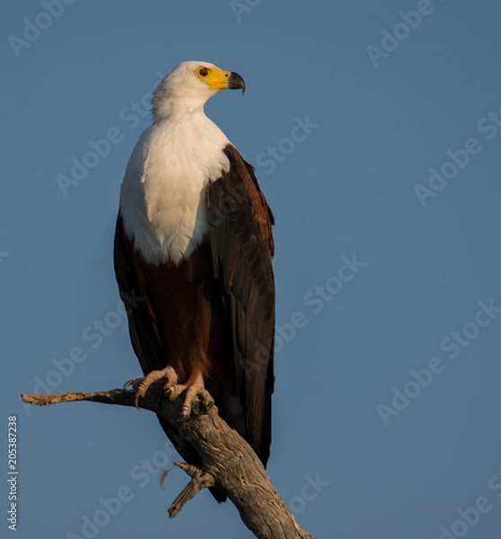 Fototapeta African Fish Eagle