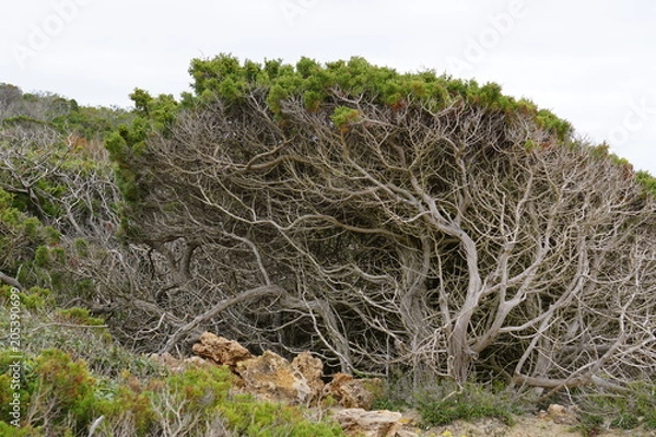 Obraz Küstenbaum_IR