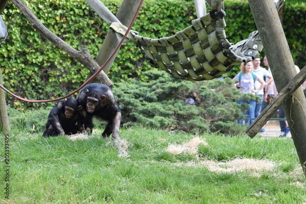 Fototapeta Chimpanzés