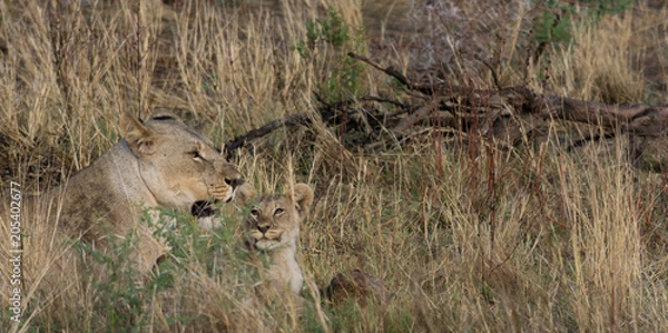 Obraz lioness and cub