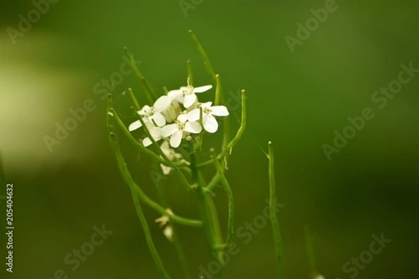 Obraz White Flower Green Stem