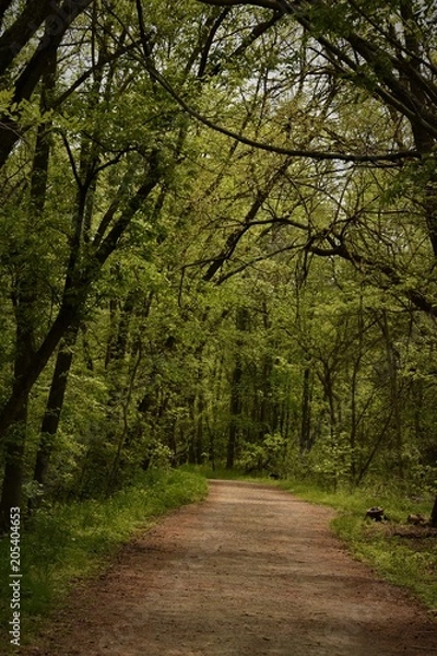 Obraz Trail with Path