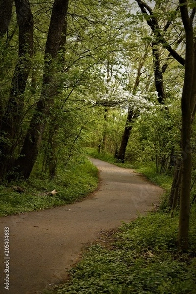 Obraz Trail with Flowering Path