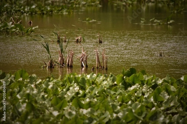 Obraz Water with plants and animals