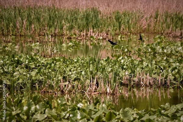 Obraz Water with plants