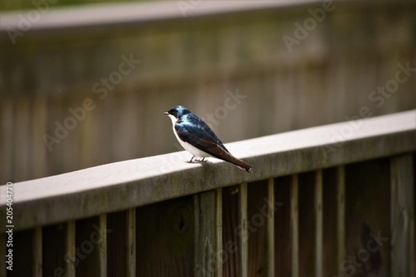 Obraz Bird on Wooden Railing