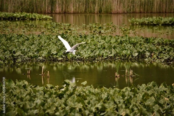 Obraz Bird flying over water