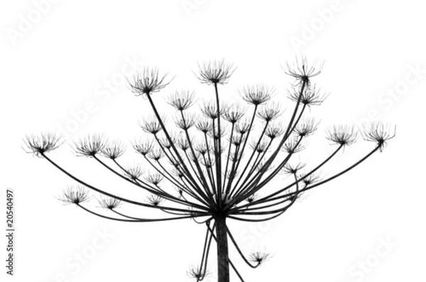 Obraz Hogweed in winter time