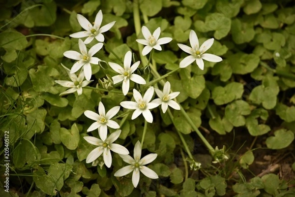 Obraz White flowers
