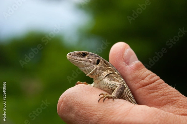 Fototapeta Little brown lizard in the hand.