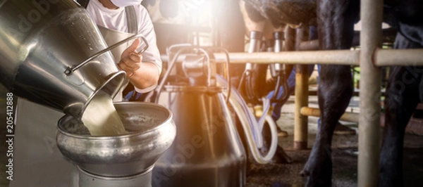 Fototapeta Farmer pouring raw milk into container with milking machine milking in dairy farm.
