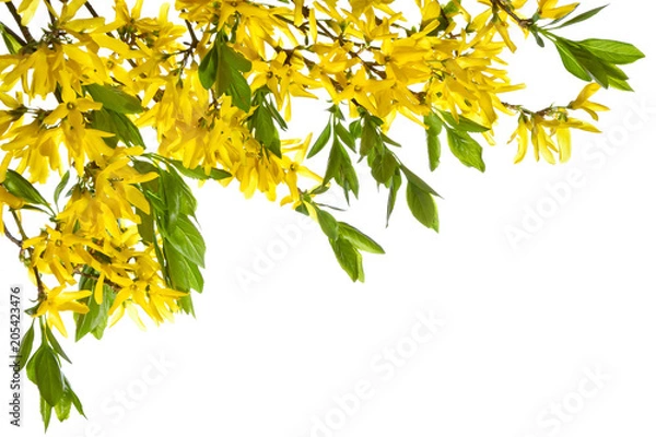 Obraz Blooming forsythia twigs on a white background.