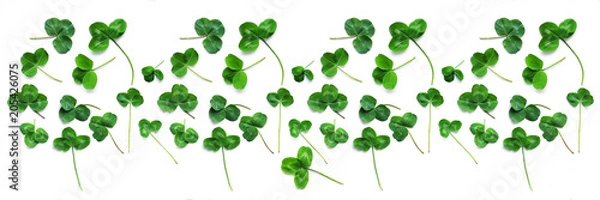 Obraz Green clover, the symbol of the holiday St. patrick's day. Pattern of clover leaves isolated on white background, top view, flat lay.