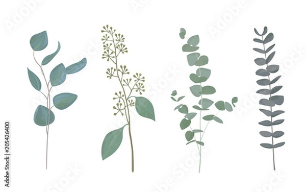 Fototapeta Eucalyptus leaf collection in rustic watercolor style. Set of silver dollar eucalyptus tree foliage, natural seeded, gunni and baby blue eucalyptus tree leaves