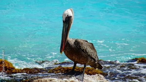Obraz Bonaire Pelican