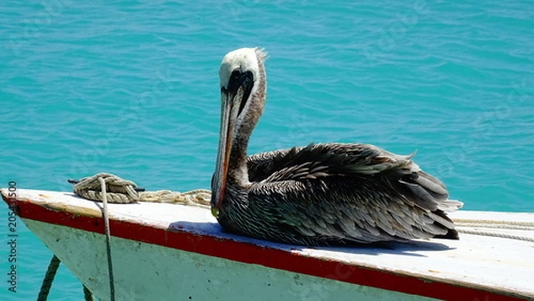 Obraz Pelican of Bonaire