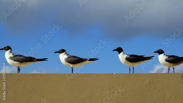 Obraz Four Birds in one way