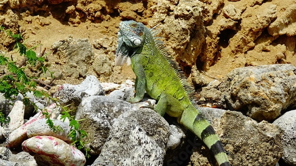 Obraz Leguan auf Curaçao