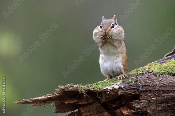 Obraz Eastern Chipmunk stojący na omszałym pniu z tanimi sakiewkami pełnymi jedzenia